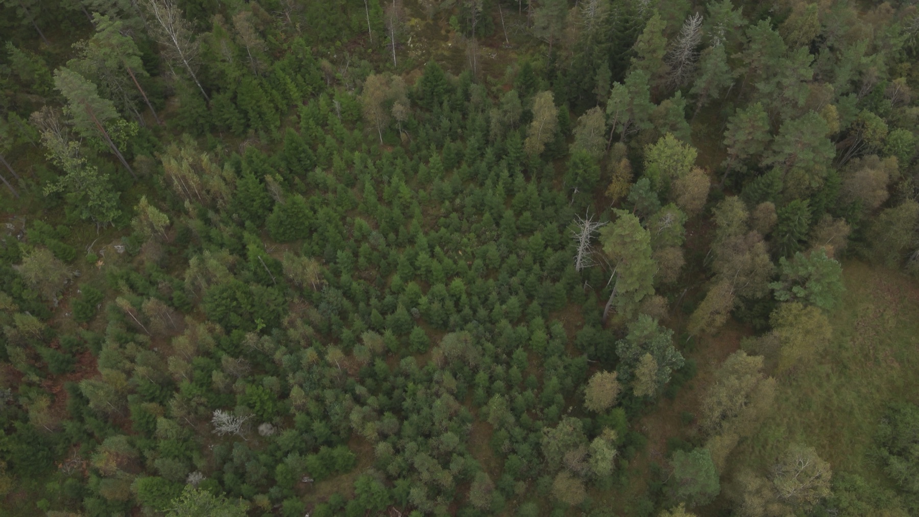 Flygfoto över barrskog, typisk terräng för viltinventering
