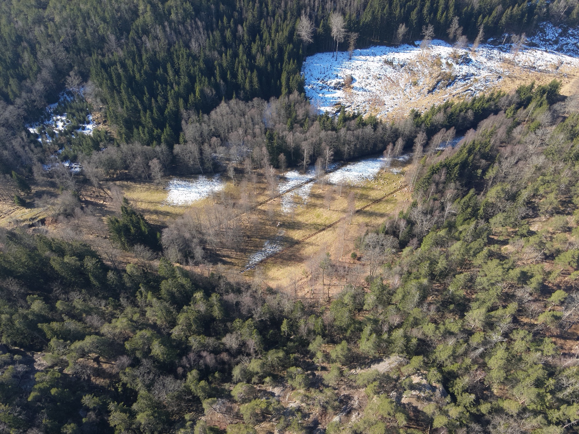 Flygfoto från en av våra inventeringar — snöfläckad foderyta med tydliga viltstråk, omgiven av barrskog